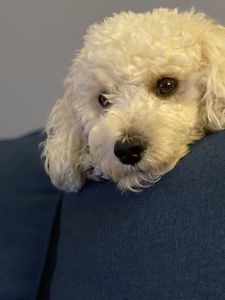 Meet your Posher, Liz